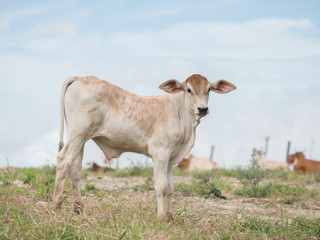 South american calf in a field with blue sky, facing the camera