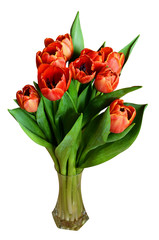 Red tulip flowers in a vase