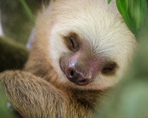 portrait of a sleeping sloth in a tree