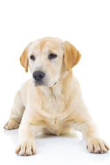 sad seated labrador retriever dog