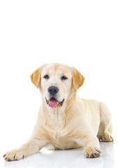 seated yellow labrador retriever with mouth open