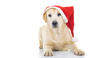 labrador retriever wearing santa claus hat for christmas