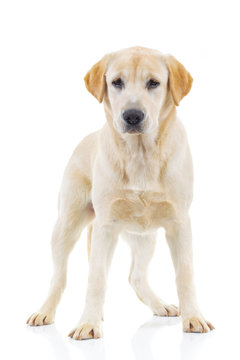 full body picture of a labrador retriever dog standing