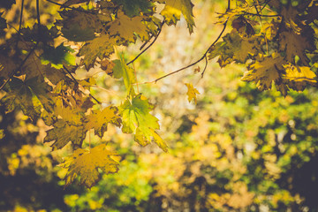 Fall Maple Leaves on Branches Retro