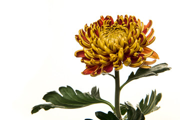 Blooming yellow and red chrysanthemum flower with leaves and stem on a white background