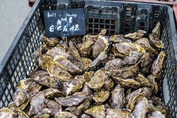 F, Bretagne, Finistère, Markt in Roscoff, Austern, Muscheln