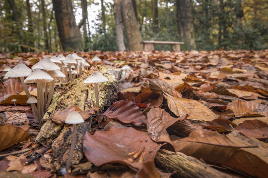 Group of white fungus foreground and bench in autumn forest background 