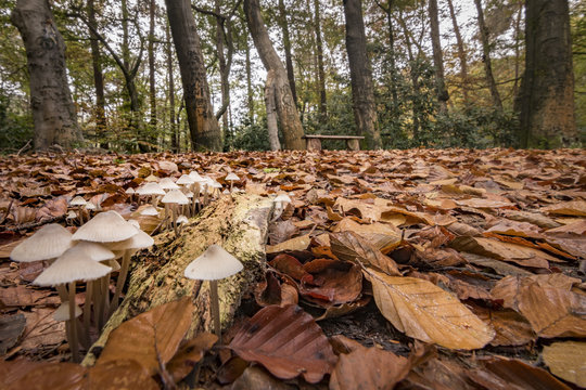 Group of fungus foreground and bench in autumn forest background