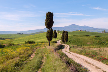 Typical Tuscany landscape and road , green hills springtime