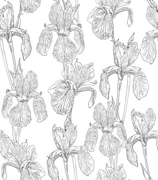 Flowers seamless pattern background line illustration iris. Floral design elements.