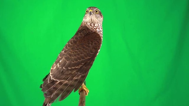 falcon on green screen