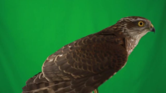 portrait falcon on green screen