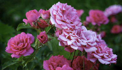 Pink Rose on the Branch in the Garden. Natural Background.