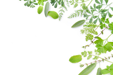 frame of green herbs in white background - obrazy, fototapety, plakaty