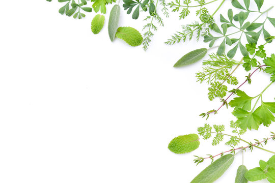 frame of green herbs in white background Photos | Adobe Stock