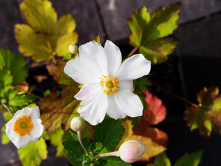 Anemone hupehensis var. japonica 'Honorine Jobert' - Japanese anemone, thimbleweed, windflower 