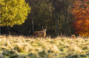 Group of red deer stags grazing at Tatton Park, Knutsford, Cheshire, UK