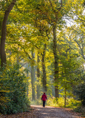 Morning walker through woods at Tatton Park, Knutsford, Cheshire, UK