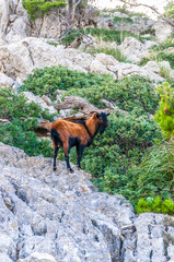 Bergziege am Cap Formentor im Nordosten von Mallorca
