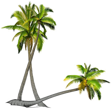Three palm trees.