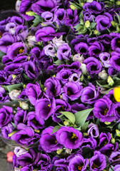 Obraz na płótnie Canvas Close up of beauty purple violet flowers
