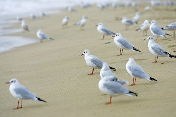 seagulls on the sand