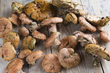 Muschrooms