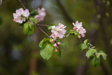 blooming Apple trees 