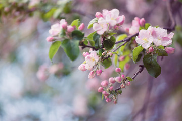 blooming Apple trees 