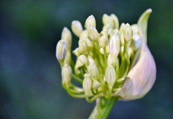 Close up of a Agapanthus lily bud