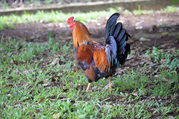 Coq