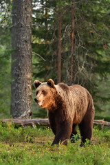 big male bear in forest at sunset