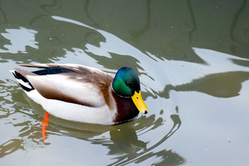 Mallard (Anas platyrhynchos) male swimming.