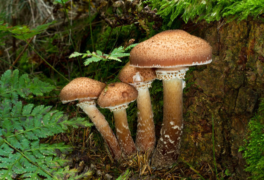 Freckled Dapperling mushrooms (Lepiota aspera) and a fern 