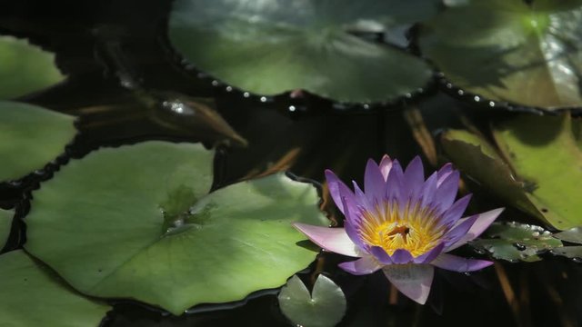 CU LD Purple Water Lilly in Pond
