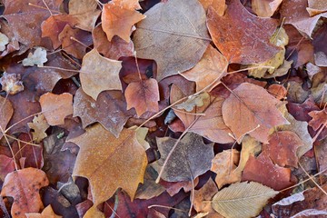 Herbstblätter gefrostet