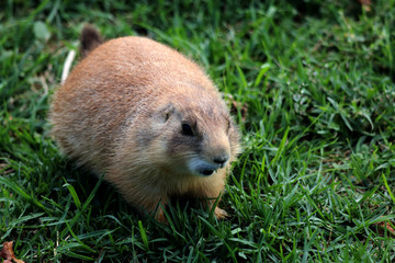 Rodent called prairie dog