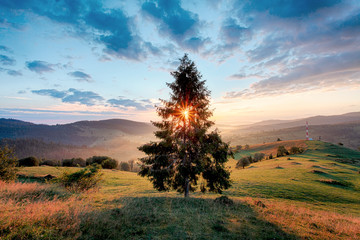 Obraz premium magical sunrise with tree