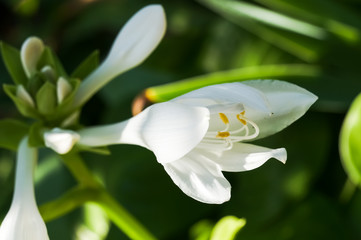 Fototapeta premium .Lily flower in the garden.
