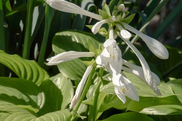 .Lily flower in the garden.