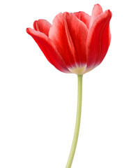 red tulip flower head isolated on white background