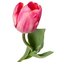 one pink tulip flower isolated on white background