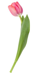 one pink tulip flower isolated on white background