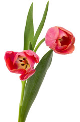 two pink tulip flowers isolated on white background