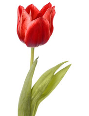 red tulip flower head isolated on white background