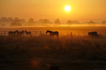 Fototapeta na wymiar Sonnenaufgang auf einer Pferdeweide