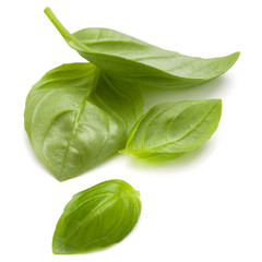 Sweet basil herb leaves handful isolated on white background clo