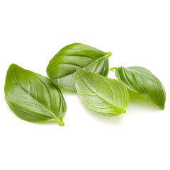 Sweet basil herb leaves handful isolated on white background clo