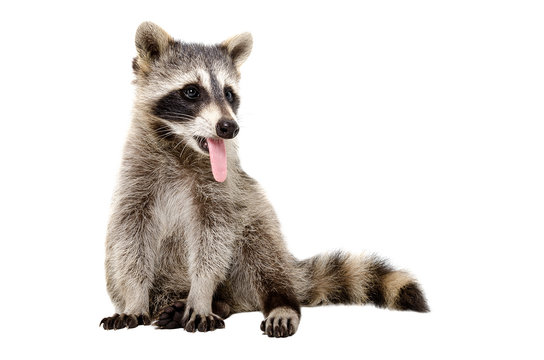 Portrait of a funny raccoon, that shows tongue
