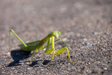 Mantis